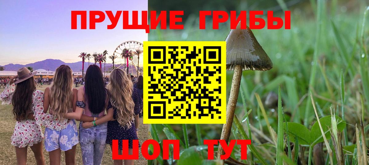 Псилоцибиновые грибы Cubensis Мценск